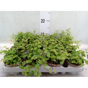 Ficus pumila 'White Sunny'
