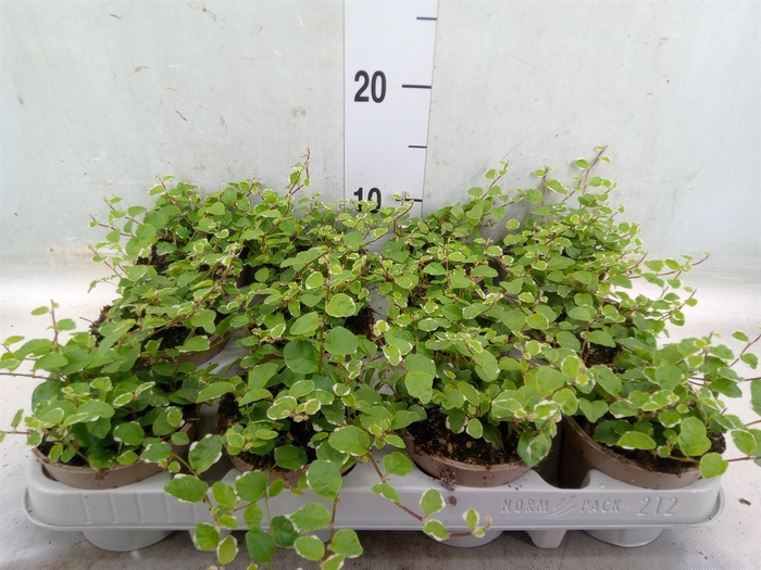 <h4>Ficus pumila 'White Sunny'</h4>