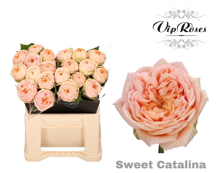 <h4>R GR SWEET CATALINA</h4>