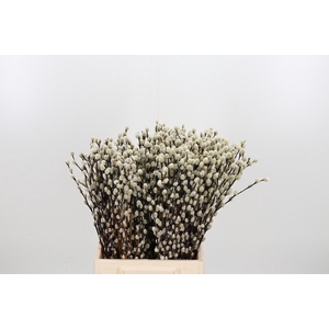 Salix Ca Snow Flake