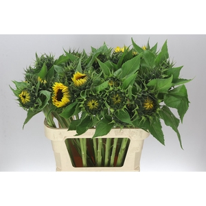 Helianthus A Sun Orange