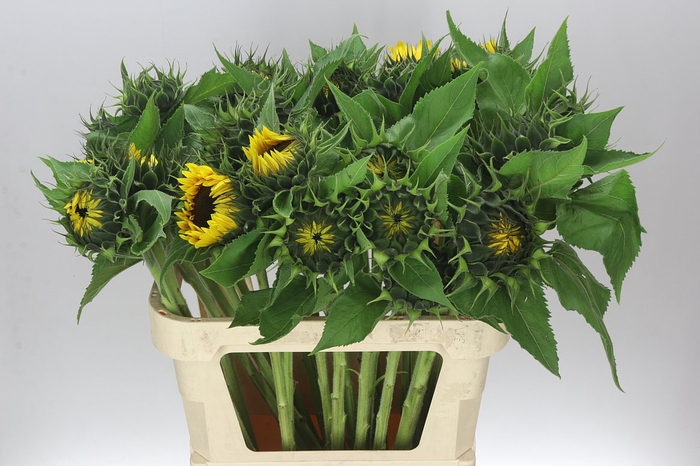 <h4>Helianthus A Sun Orange</h4>