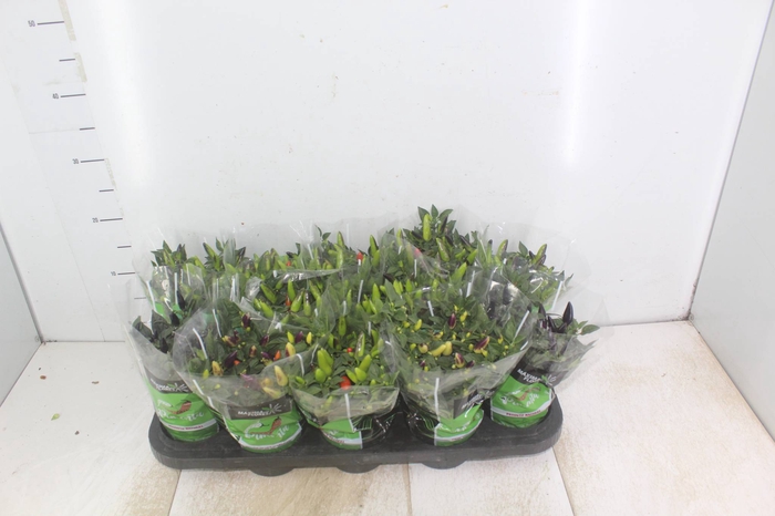 <h4>PIMENTA P11</h4>