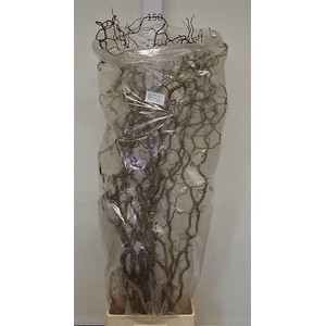 Corylus Av Contorta