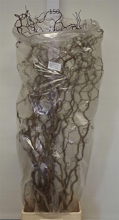 <h4>Corylus Av Contorta</h4>
