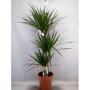 Dracaena marg.