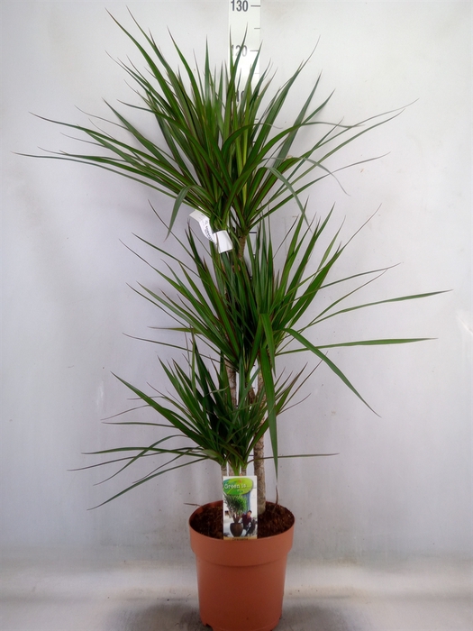<h4>Dracaena marg.</h4>