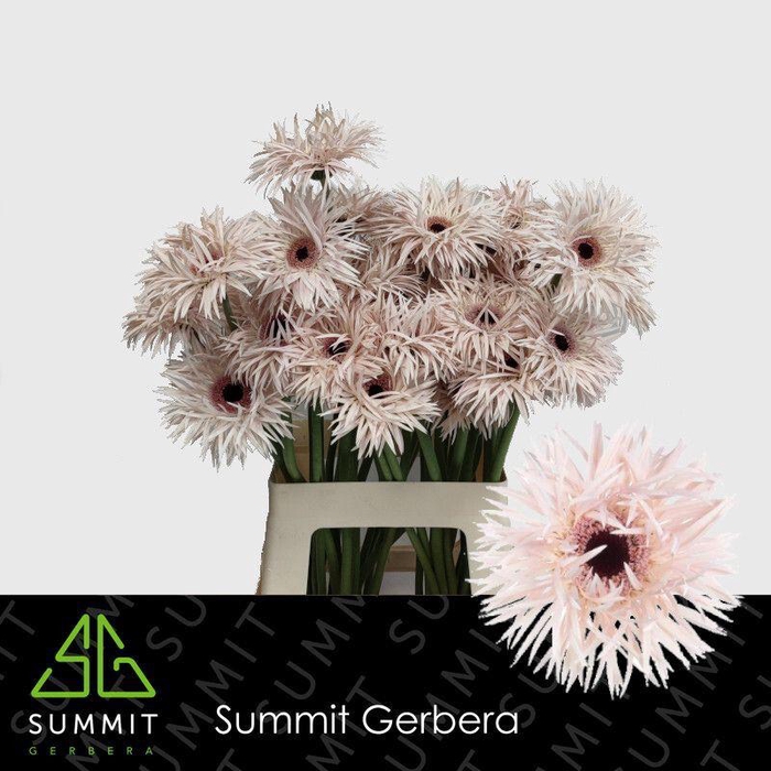 <h4>Gerbera Spider Cream Springs Water x40 Lang</h4>