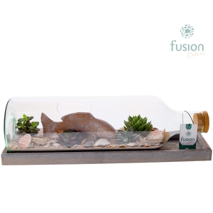 Green Bottle Fles Large liggend Maritiem met Succulenten