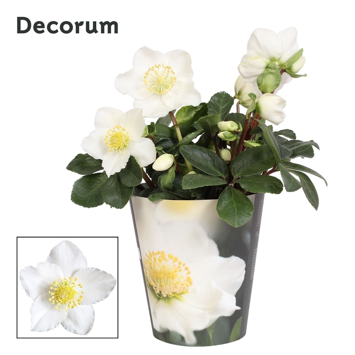 <h4>Helleborus n. Christmas Carol 12cm Decorum (M) pc</h4>