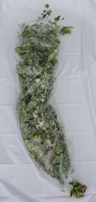 <h4>HEDERINA HELIX VARIEGATED STEMS</h4>
