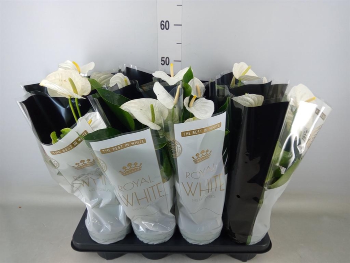 <h4>Anthurium andr. 'Alpine'</h4>