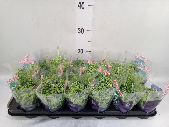 <h4>Senecio rowleyanus</h4>