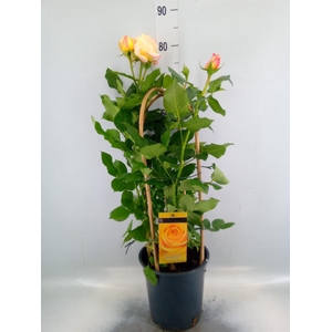 Rosa FL 'Summer Select'