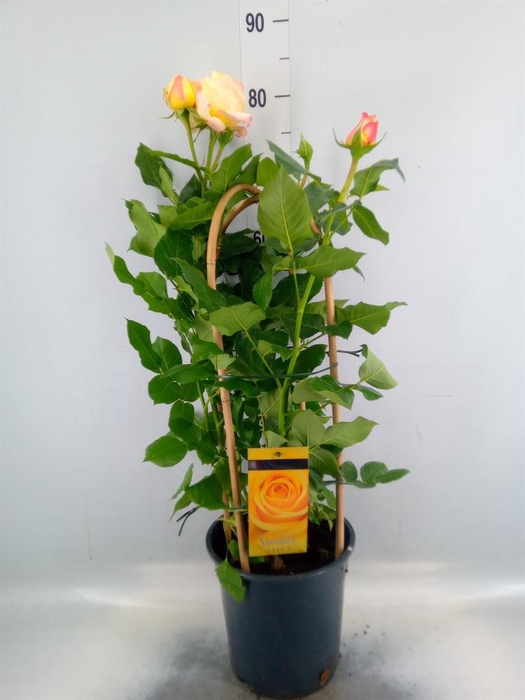 <h4>Rosa FL 'Summer Select'</h4>