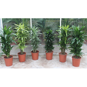 Houseplant Mix CC Dracaena fragrans P27