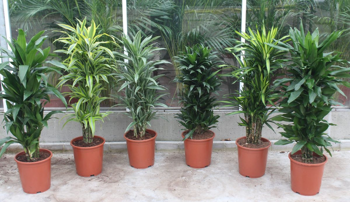 <h4>Houseplant Mix CC Dracaena fragrans P27</h4>