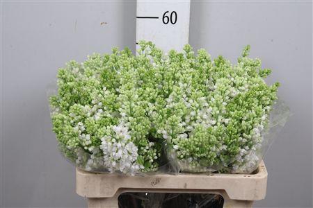 <h4>Syr V Mme Fl Stepman 4+</h4>