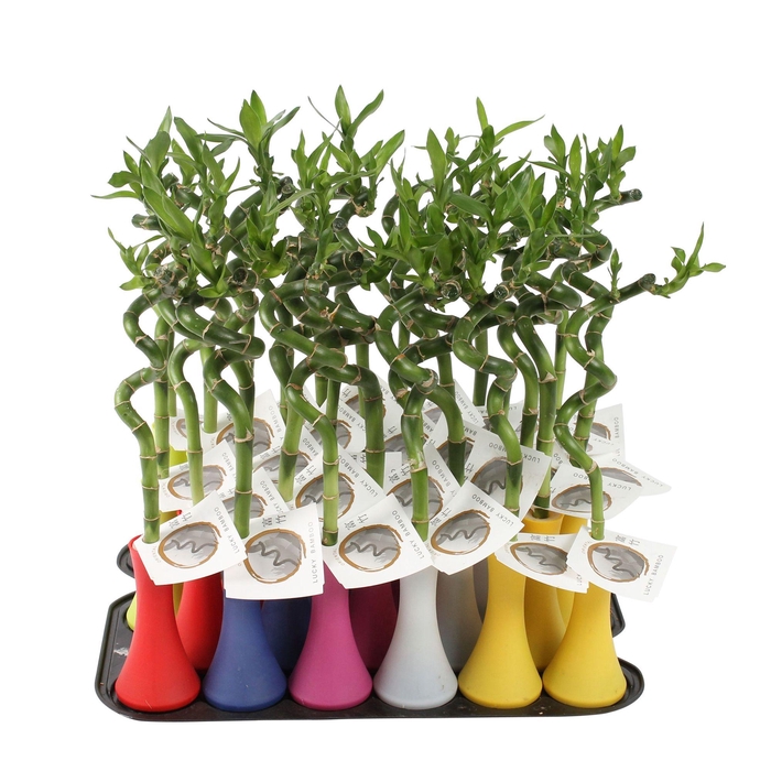 <h4>Lucky Bamboo Stem Spiral 35cm in Tube Vase Colormix Big</h4>