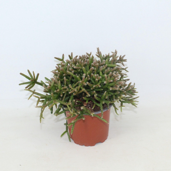 <h4>Rhipsalis burchellii</h4>