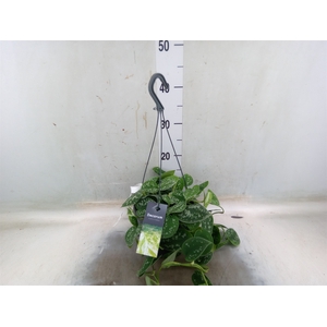 Scindapsus pictus 'Argyraeus'