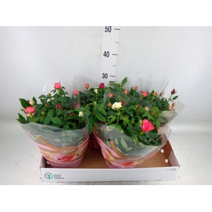 Rosa  'Favourite Festival'  ...mix