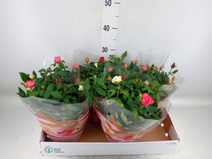 <h4>Rosa  'Favourite Festival'  ...mix</h4>