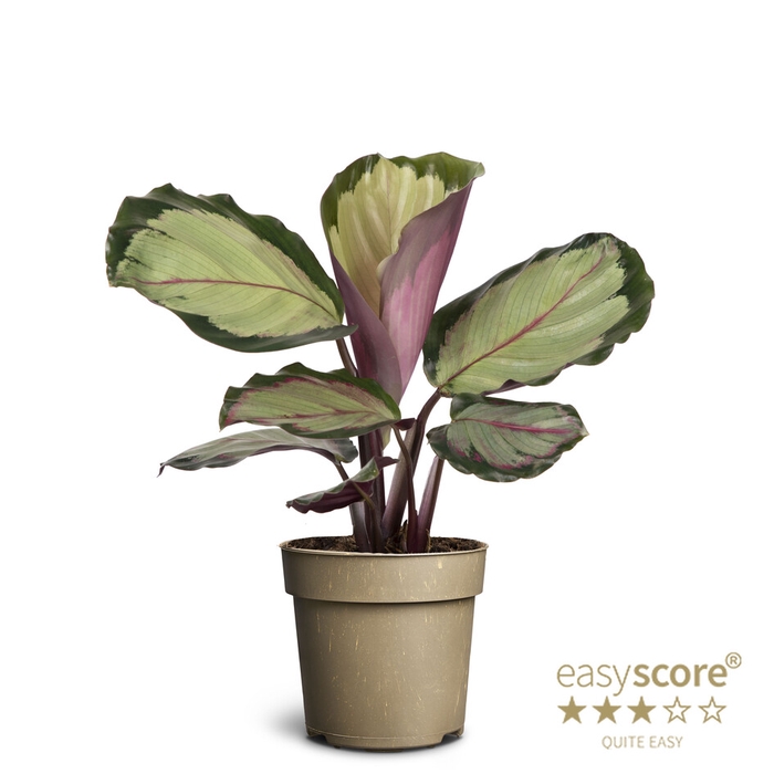 CALATHEA ROSEOPICTA P11 CORONA