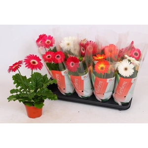 .Gerbera colourgame gemengd
