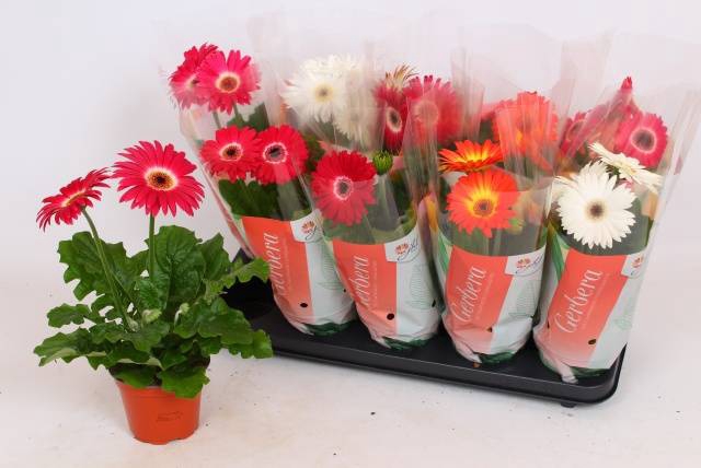 <h4>.Gerbera colourgame gemengd</h4>