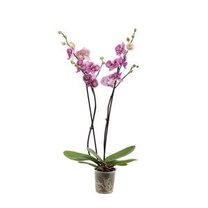 Phal Bigfoot 2T16+