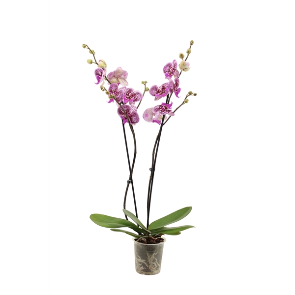 <h4>Phal Bigfoot 2T16+</h4>