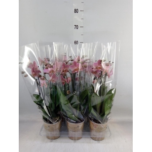 Phalaenopsis multi. 'Ant Treviso'