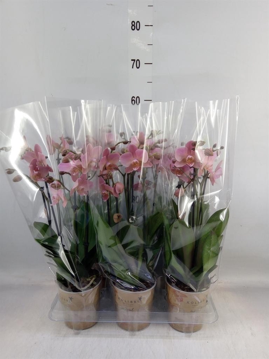 <h4>Phalaenopsis multi. 'Ant Treviso'</h4>