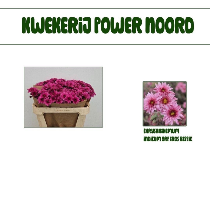 <h4>CHR T BEPPIE BRONS</h4>