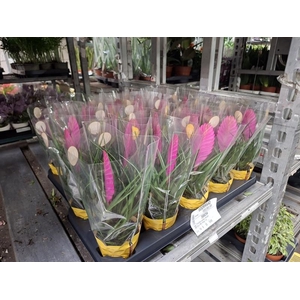 Tillandsia cyanea 'Vincent'