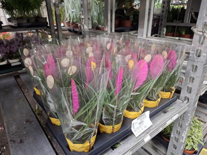 <h4>Tillandsia cyanea 'Vincent'</h4>
