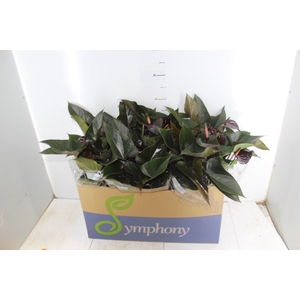 ANTHURIUM BEAUTY BLACK P15
