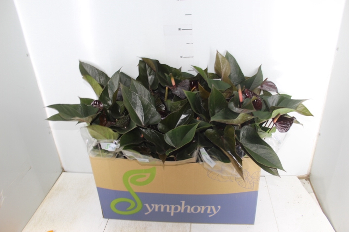 ANTHURIUM BEAUTY BLACK P15