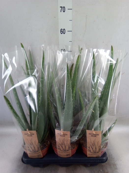 <h4>Aloe vera</h4>