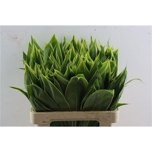 CORDYLINE PURPLE COM
