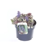 Ajuga reptans Burgundy Glow