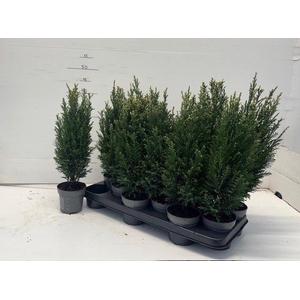 CHAM L SNOW WHITE P11