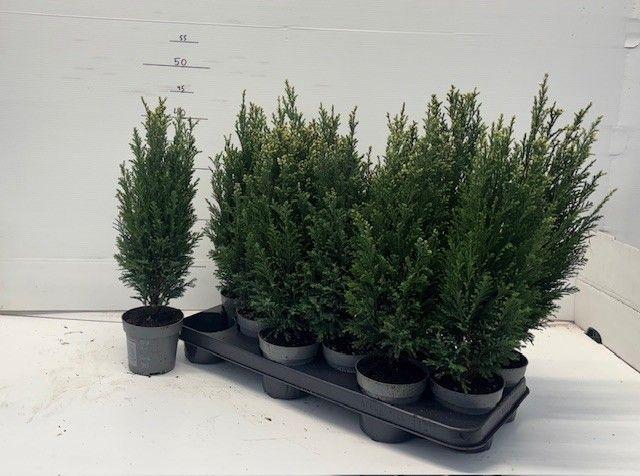 <h4>CHAM L SNOW WHITE P11</h4>