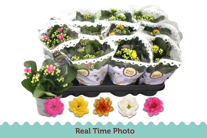 <h4>KAL GE GEM 5 KL</h4>