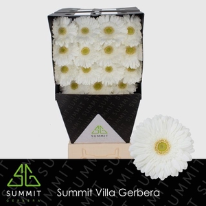 Gerbera Skydance Diamond