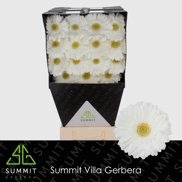 <h4>Gerbera Skydance Diamond</h4>