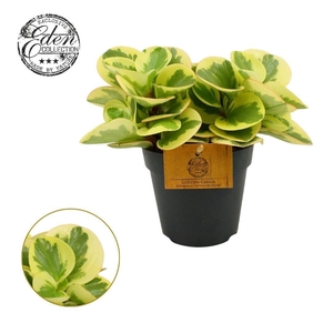 Peperomia Obtipan Bicolor 12cm