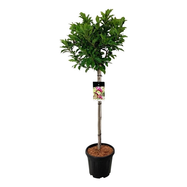 <h4>Magnolia 'Susan'</h4>
