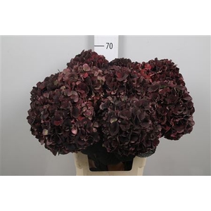 Hydr Cl M D Ruby